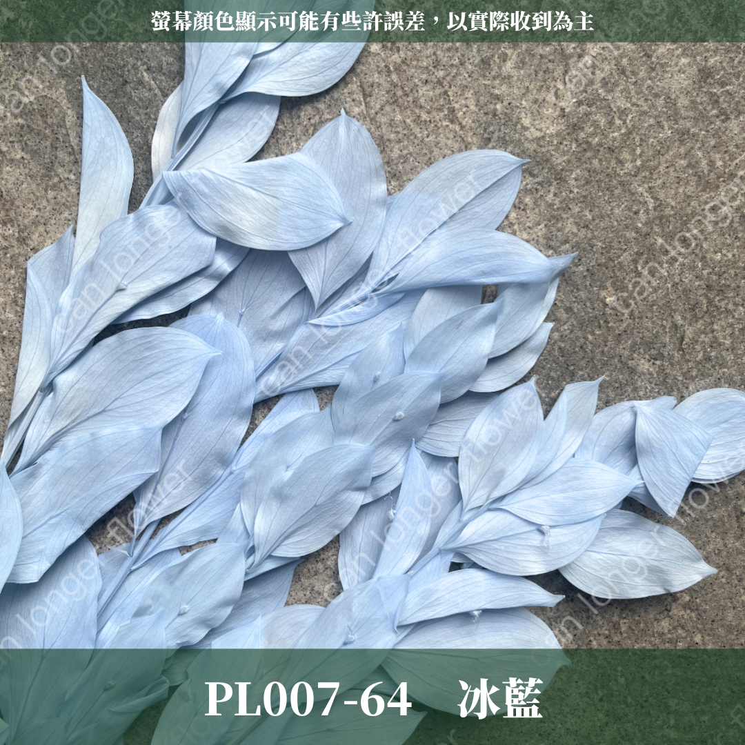 PL007 原裝玉竹葉｜夢幻紫色新登場｜進口不凋玉竹葉 永生桔葉 永生葉材 魚尾葉 桌花 乾燥葉材 花藝材料包 捧花