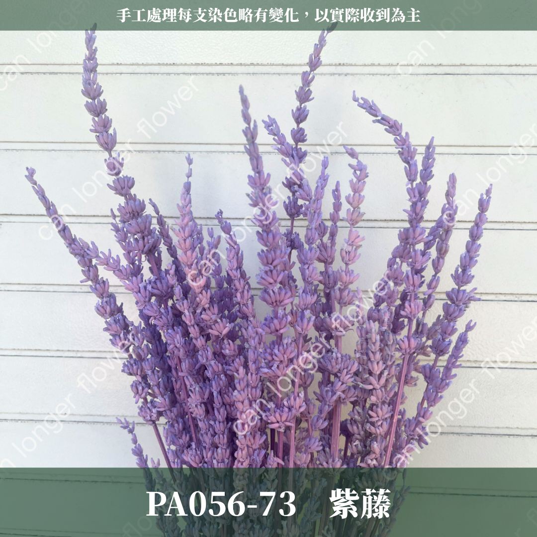 PA056 原裝薰衣草｜長梗永生薰衣草 染色薰衣草 有香味 香草植物 乾燥花 永生花 乾燥花花束 拍照道具背景 店內裝飾