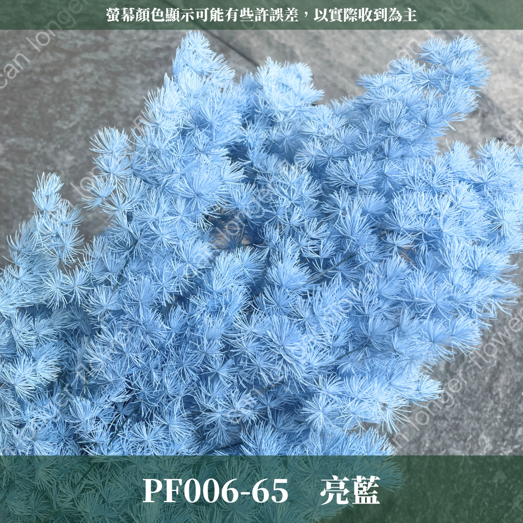 PF006 原裝蓬萊松｜ 永生蓬莱松 不凋蓬萊松 進口蓬萊松 萬壽松 A級永生蓬萊松 松樹 手作花材 花藝設計 台灣現貨 不凋花 永生花 聖誕鬆 聖誕花圈材料 聖誕樹材料 浮游花材料包 壽松 材料包