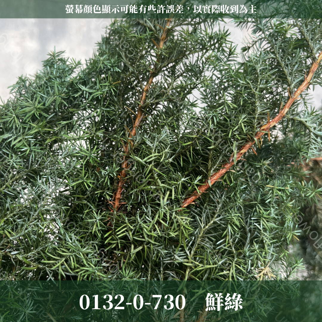 01320 原裝日本雪松｜永生雪松 日本大地農園 日本雪松 不凋雪松 不凋雪松 進口花材 日本永生花 日本花材 永生花 聖誕花圈 聖誕樹製作 聖誕樹 diy 花環材料 聖誕花圈材料 藤圈葉材 不凋葉材 手作花材 ヒムロスギ