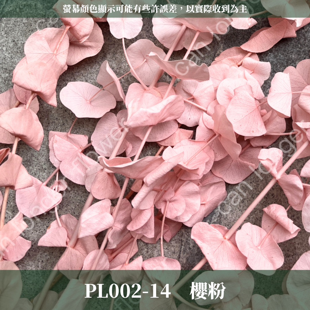 PL002 原裝大軟葉尤加利｜花藝獨家！特殊漸層尤加利 花材 葉材 永生花 乾燥花 不凋花花藝師用料 拍照道具花材