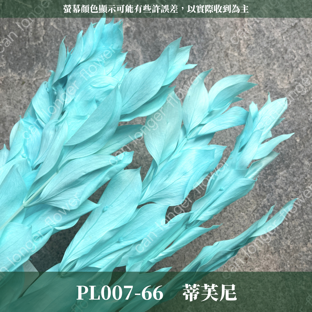 PL007 原裝玉竹葉｜夢幻紫色新登場｜進口不凋玉竹葉 永生桔葉 永生葉材 魚尾葉 桌花 乾燥葉材 花藝材料包 捧花