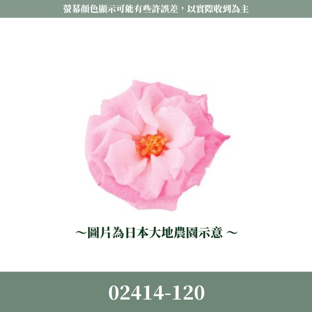 02414-120s 單朵瑪莉安娜玫瑰｜買盒裝省775元｜約 4 cm｜不凋大玫瑰花頭 永生玫瑰 花束材料 捧花材料