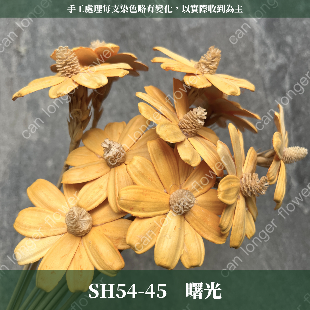 完售 SH54 小雛菊花頭 原裝 十支裝 台灣現貨