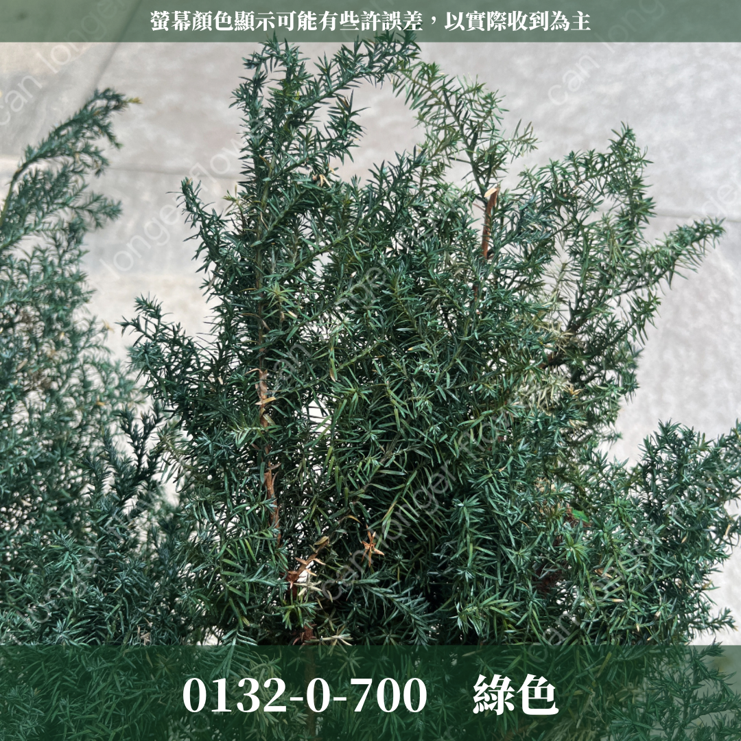 01320 原裝日本雪松｜永生雪松 日本大地農園 日本雪松 不凋雪松 不凋雪松 進口花材 日本永生花 日本花材 永生花 聖誕花圈 聖誕樹製作 聖誕樹 diy 花環材料 聖誕花圈材料 藤圈葉材 不凋葉材 手作花材 ヒムロスギ