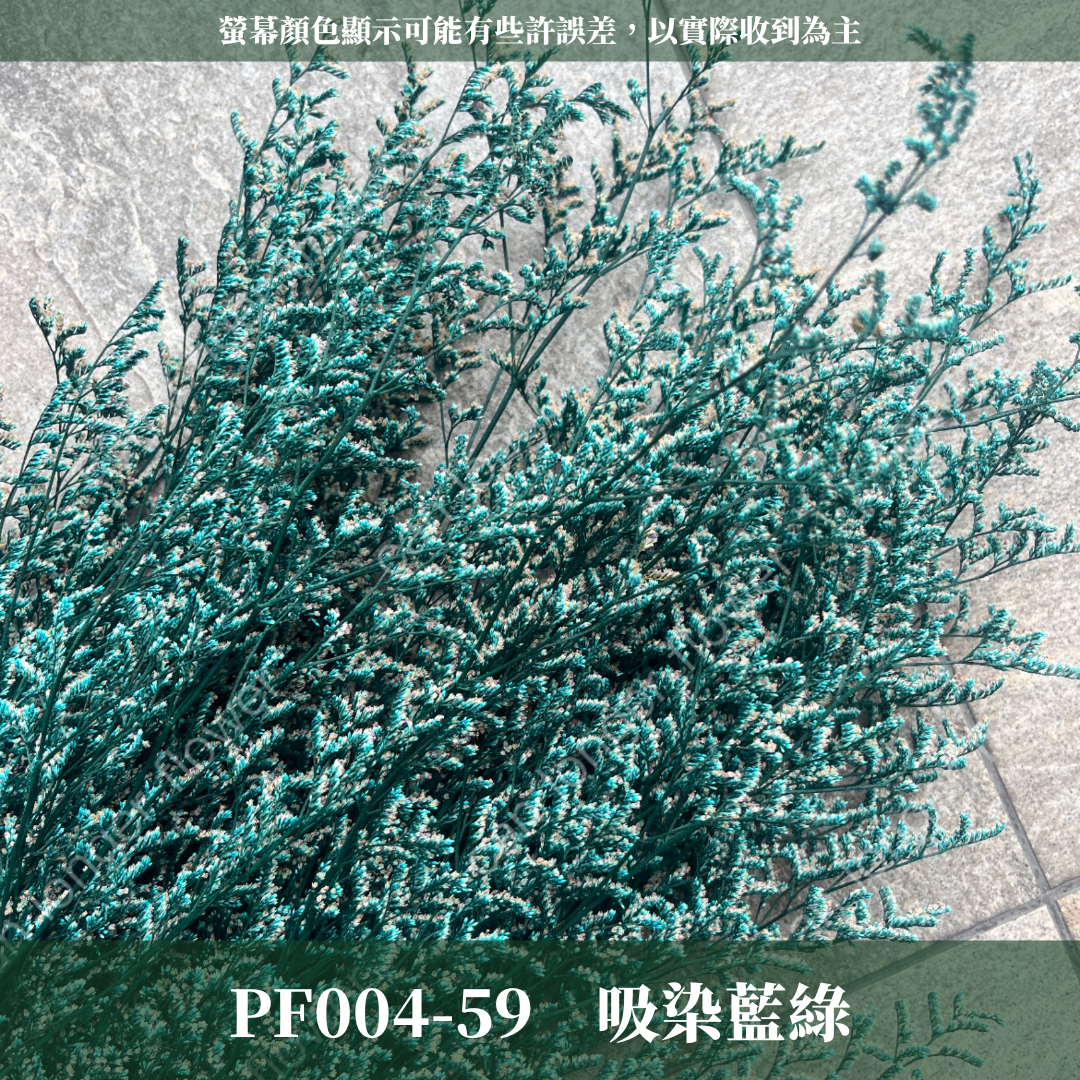 PF004 原裝卡斯比亞｜情人草