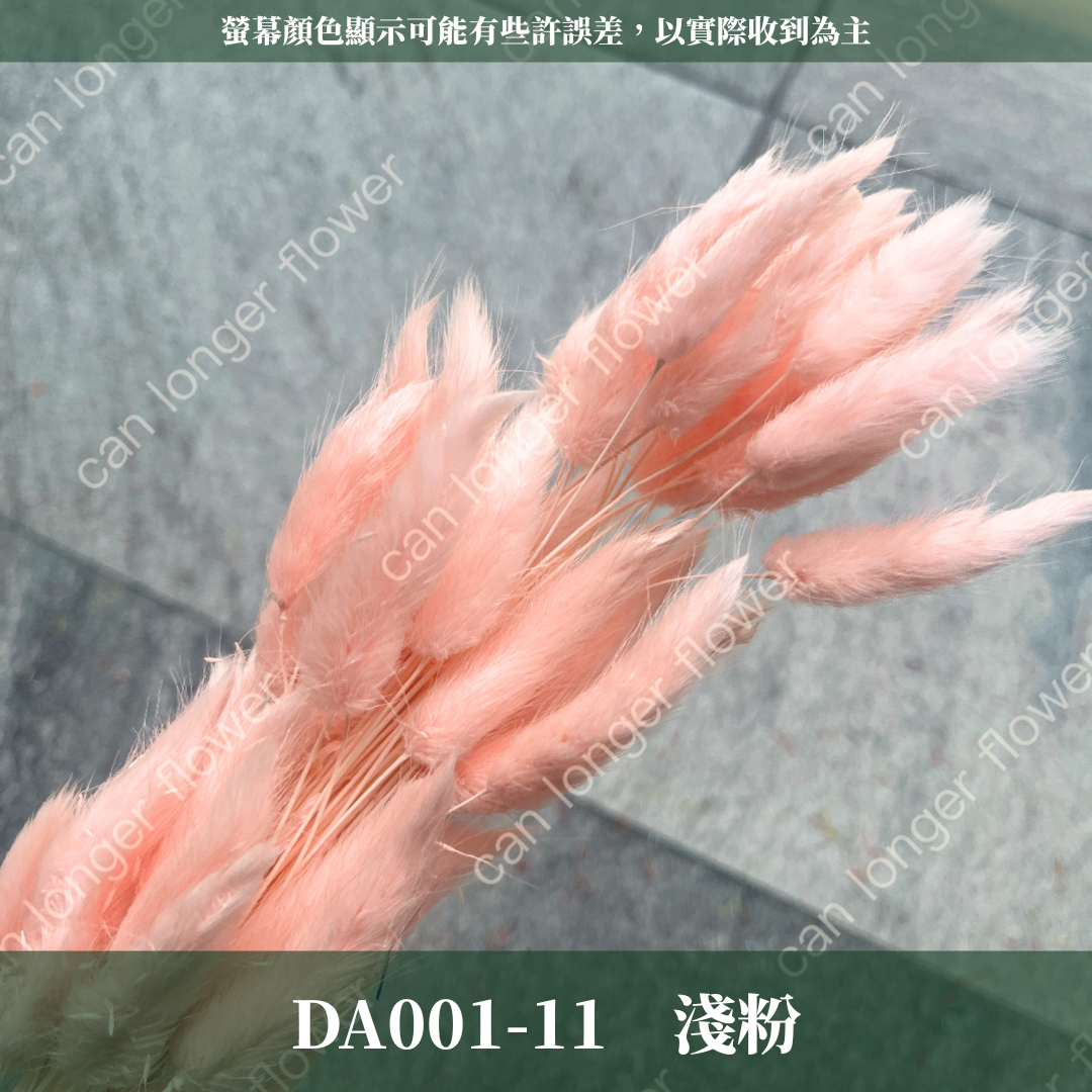 DA001 原裝兔尾草｜彩色兔尾草 乾燥永生花 花束花材 莫蘭迪色 插花DIY 拍照道具 乾燥兔尾草 乾燥花