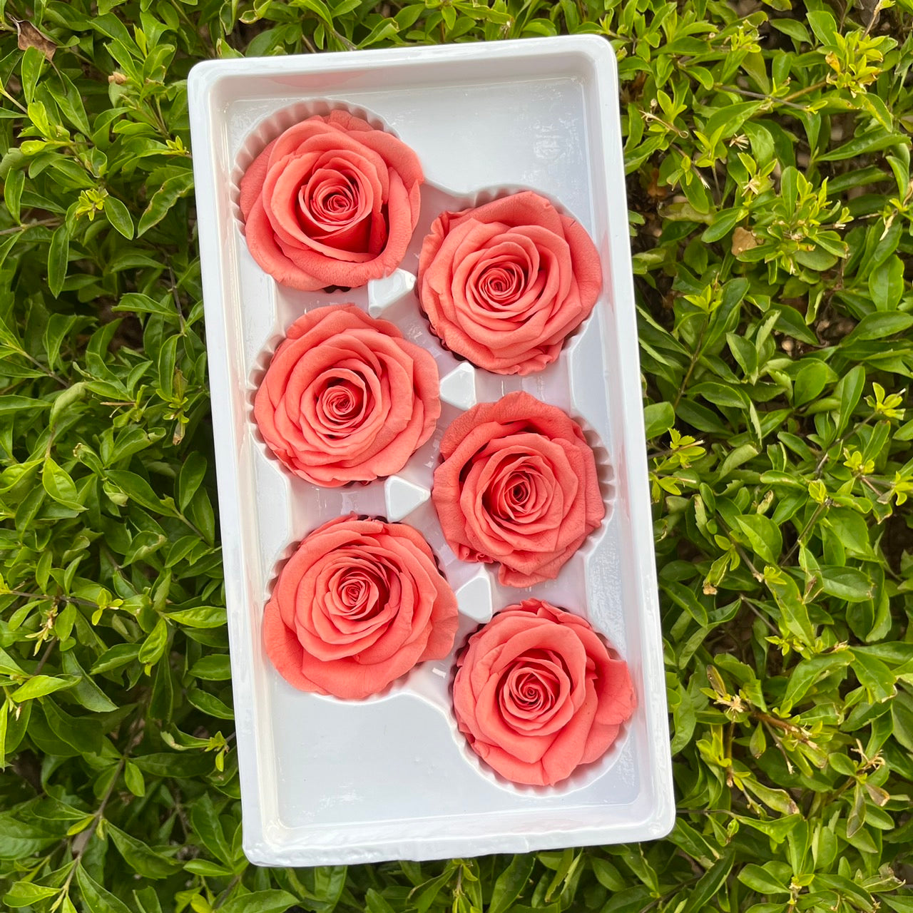 *** R06 永生玫瑰 5~6cm玫瑰 Ａ級 6朵裝 不凋花 小香風玫瑰 色彩款式齊全 莫蘭迪