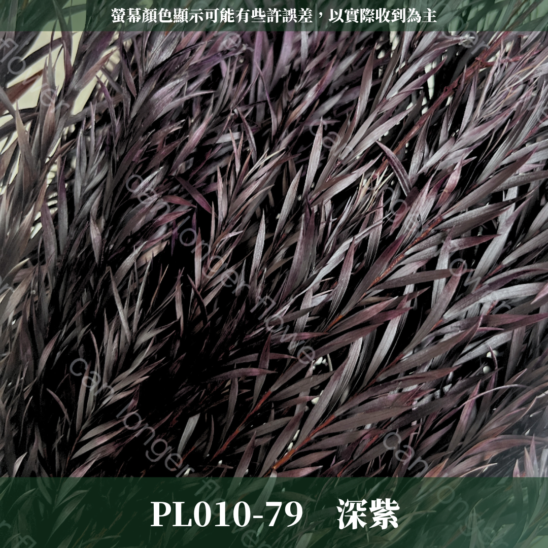 PL010 茶樹 茶樹葉 台灣現貨