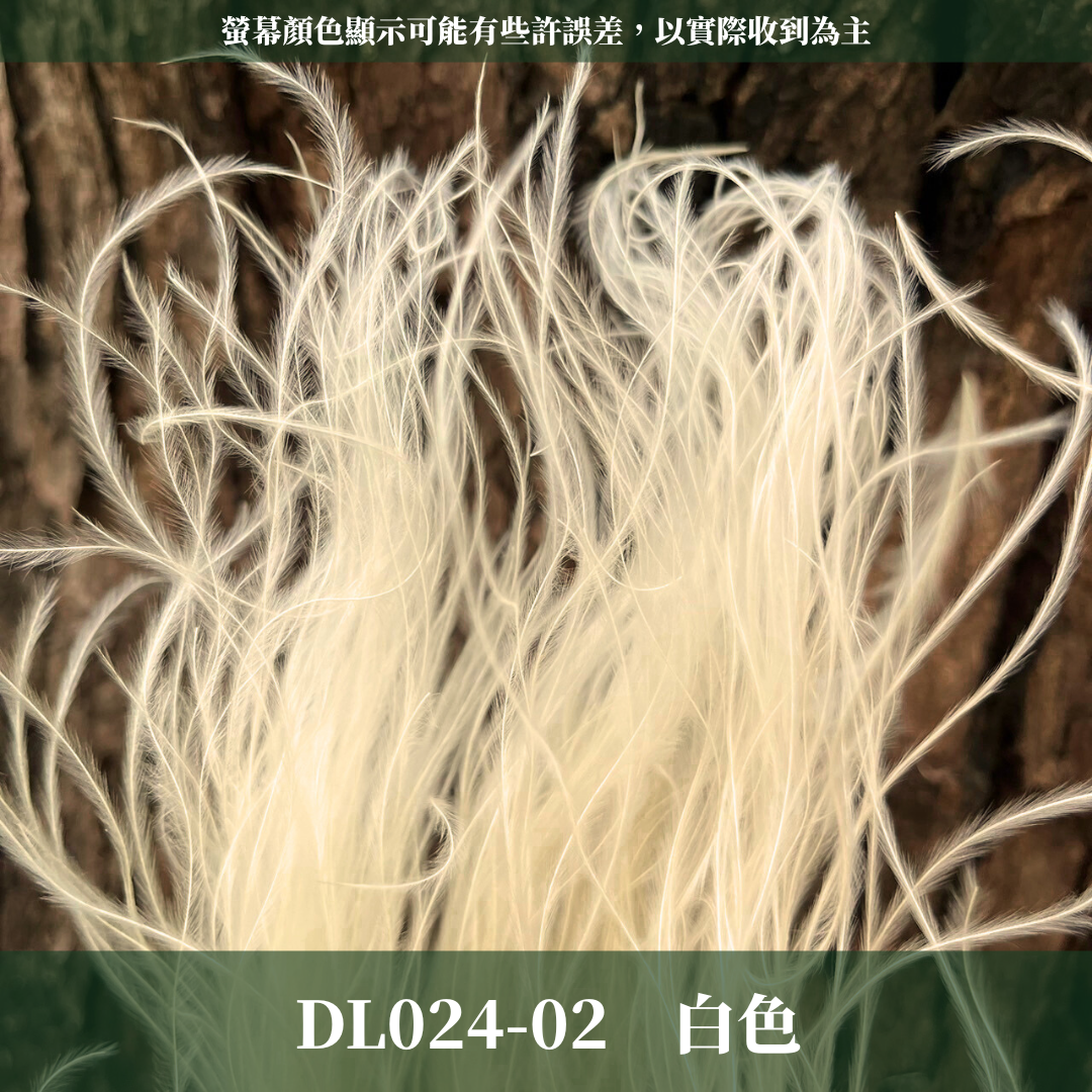 DL024 羽毛草 夢幻草 乾燥花 原裝 台灣現貨