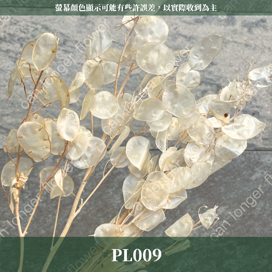 PL009 銀幣葉 原裝 銀貝葉 銀扇草 金錢花 台灣現貨