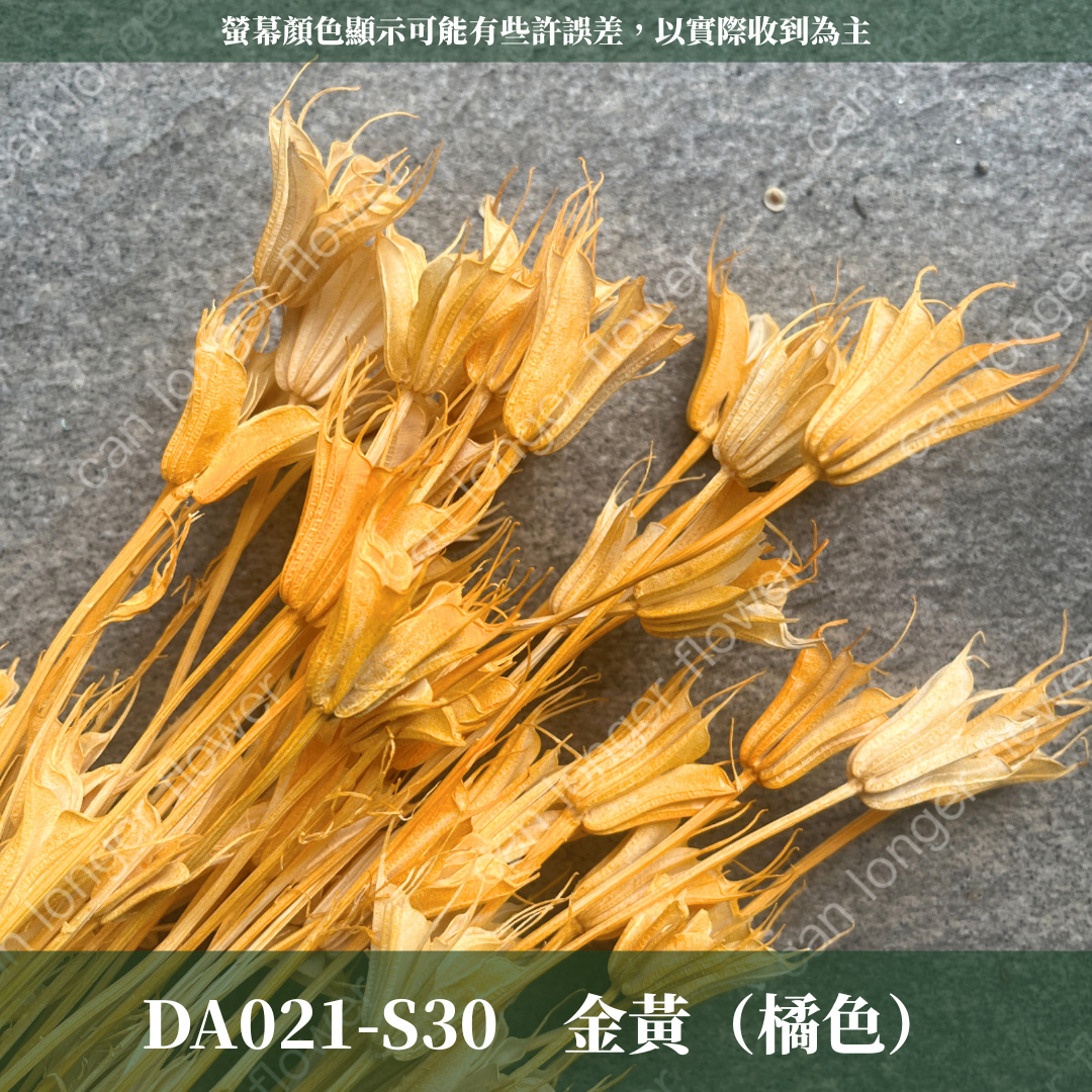 DA021 原裝木百合｜乾燥小百合 八角花 乾燥花材 花束 裝飾 DIY插花 浮游花 蠟燭材料 手作拍照道具 台灣現貨
