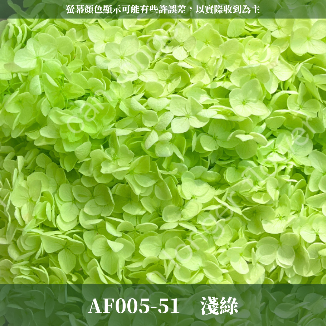 PF005 安娜繡球單支｜ A級 大份量 帶梗紫陽花 永生花 不凋花 乾燥花 DIY花材 拍攝道具 漸變花藝繡球 浮游花