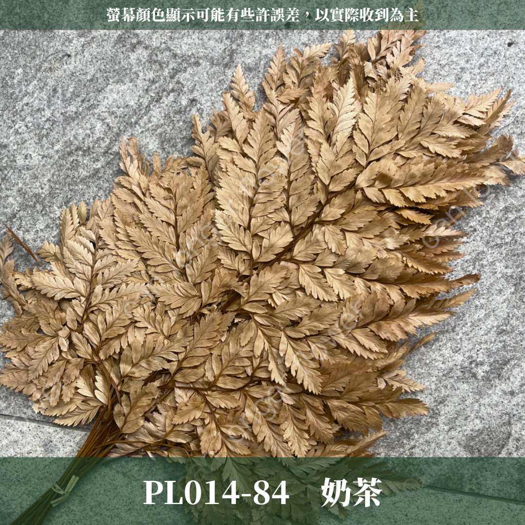 PL014 高山羊齒 經濟包 1片 姬蕨葉 碗蕨
