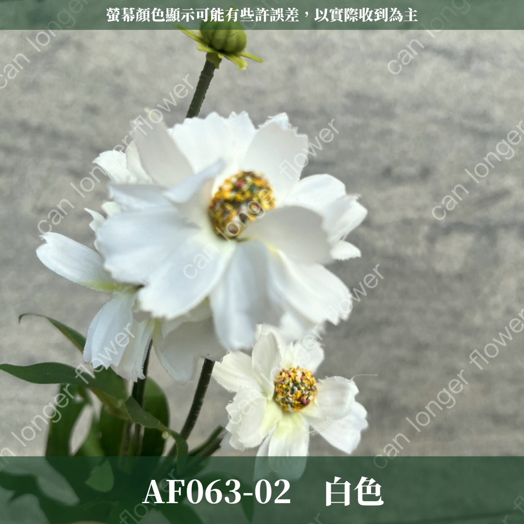 AF063 仿真英式小雛菊（4頭）