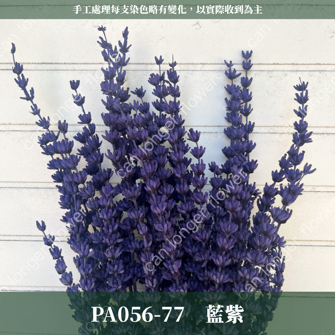 PA056 原裝薰衣草｜長梗永生薰衣草 染色薰衣草 有香味 香草植物 乾燥花 永生花 乾燥花花束 拍照道具背景 店內裝飾