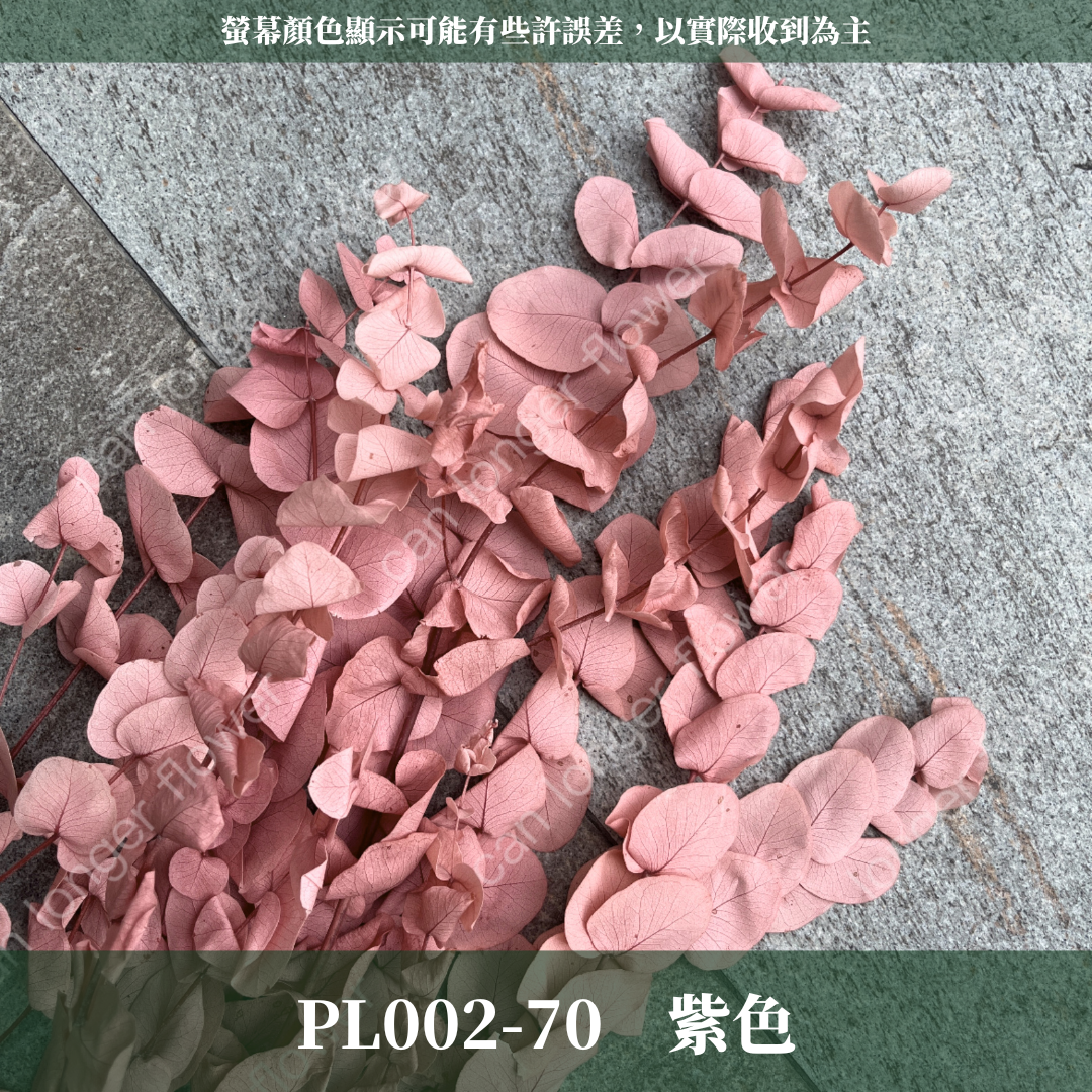 PL002 原裝大軟葉尤加利｜花藝獨家！特殊漸層尤加利 花材 葉材 永生花 乾燥花 不凋花花藝師用料 拍照道具花材