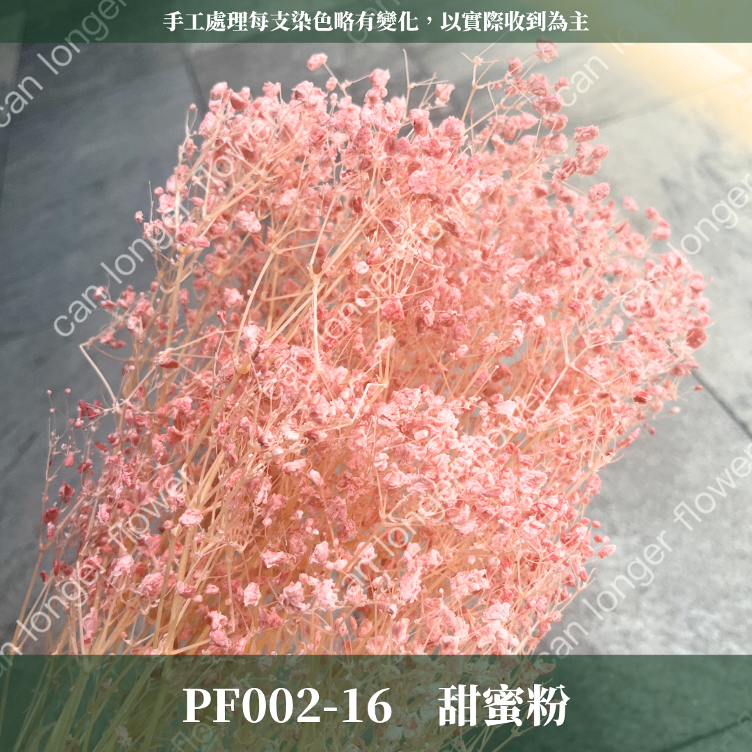 PF002 原裝夢幻星｜A級漂色滿天星 特級漂白滿天星 夢幻滿天星 永生花  乾燥花 拍照道具 店面佈置 DIY手作