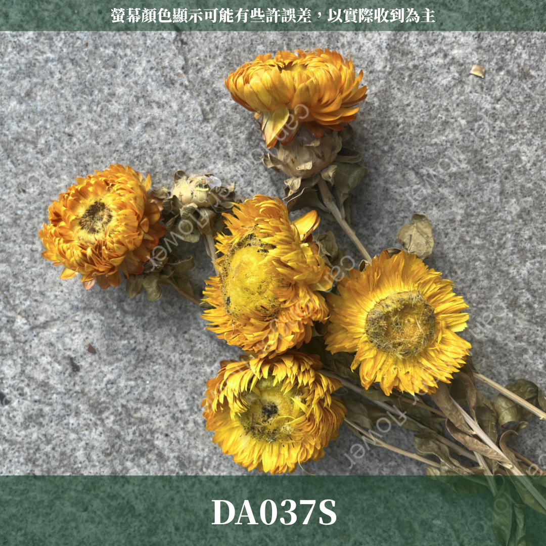 DA037S麥桿菊 小份量 台灣現貨