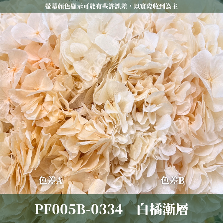 PF005B 大葉繡球 台灣現貨 繡球花 紫陽花 永生繡球 乾燥繡球