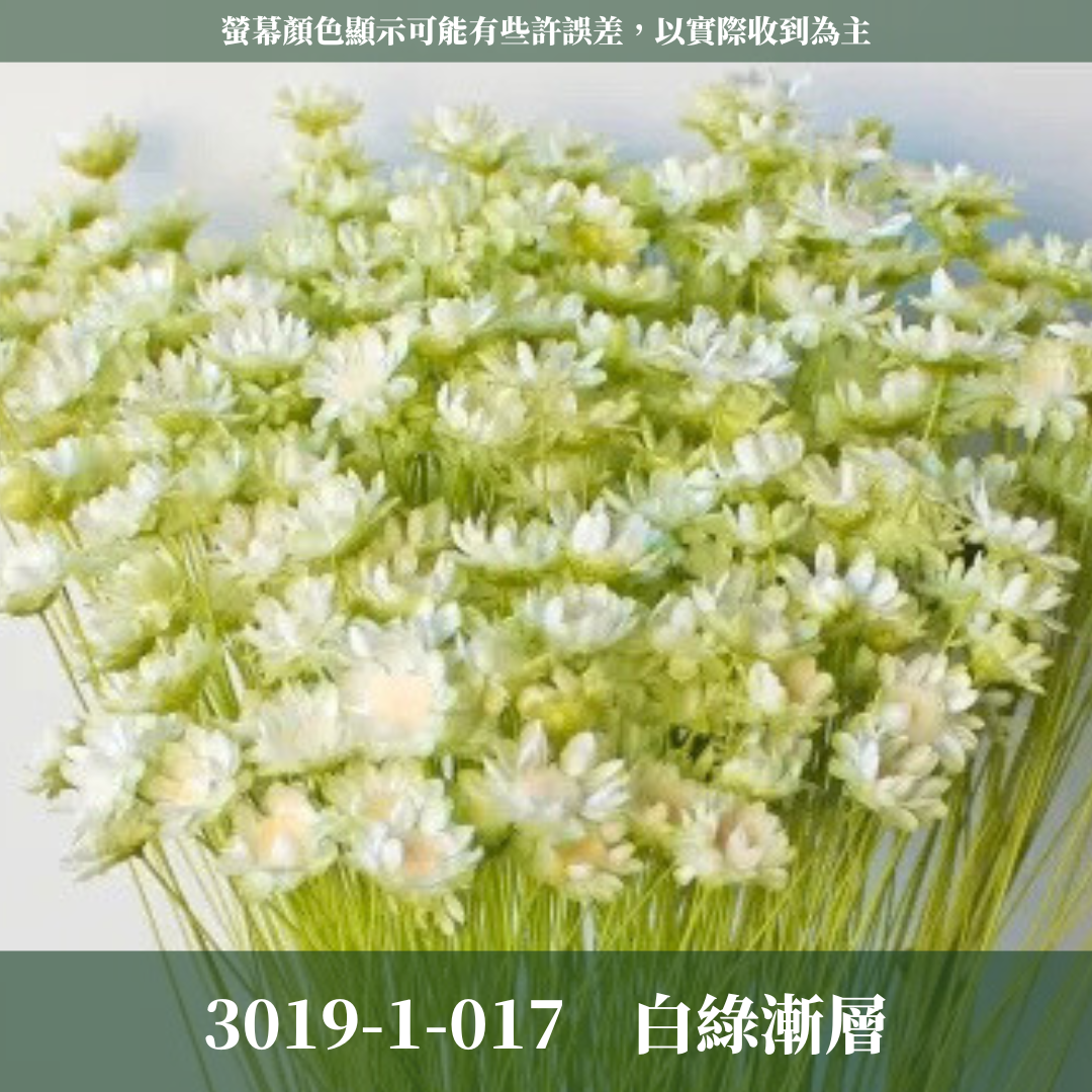 30191 日本小星花｜小星花 乾燥小星花 日本大地農園 進口花材 日本乾燥花 日本花材 スターフラワー・ブロッサム