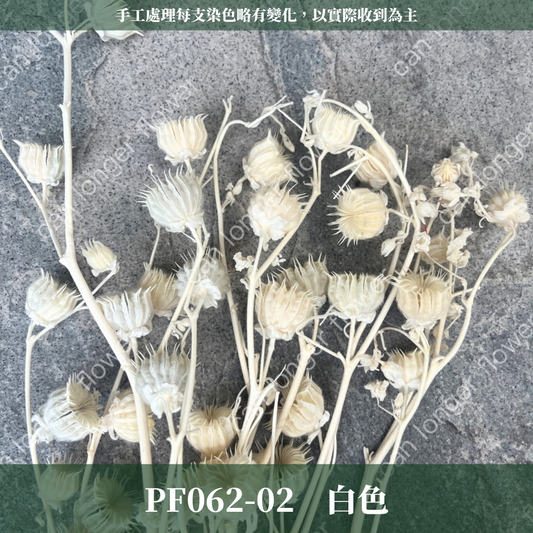 ✿ 台灣現貨 ✿  PA062s 年輪果