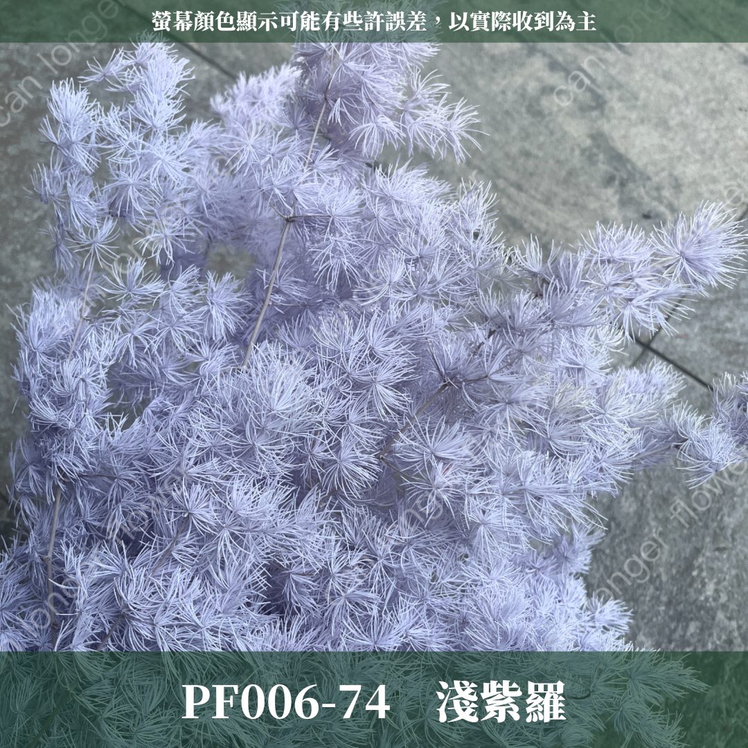 PF006 原裝蓬萊松｜ 永生蓬莱松 不凋蓬萊松 進口蓬萊松 萬壽松 A級永生蓬萊松 松樹 手作花材 花藝設計 台灣現貨 不凋花 永生花 聖誕鬆 聖誕花圈材料 聖誕樹材料 浮游花材料包 壽松 材料包