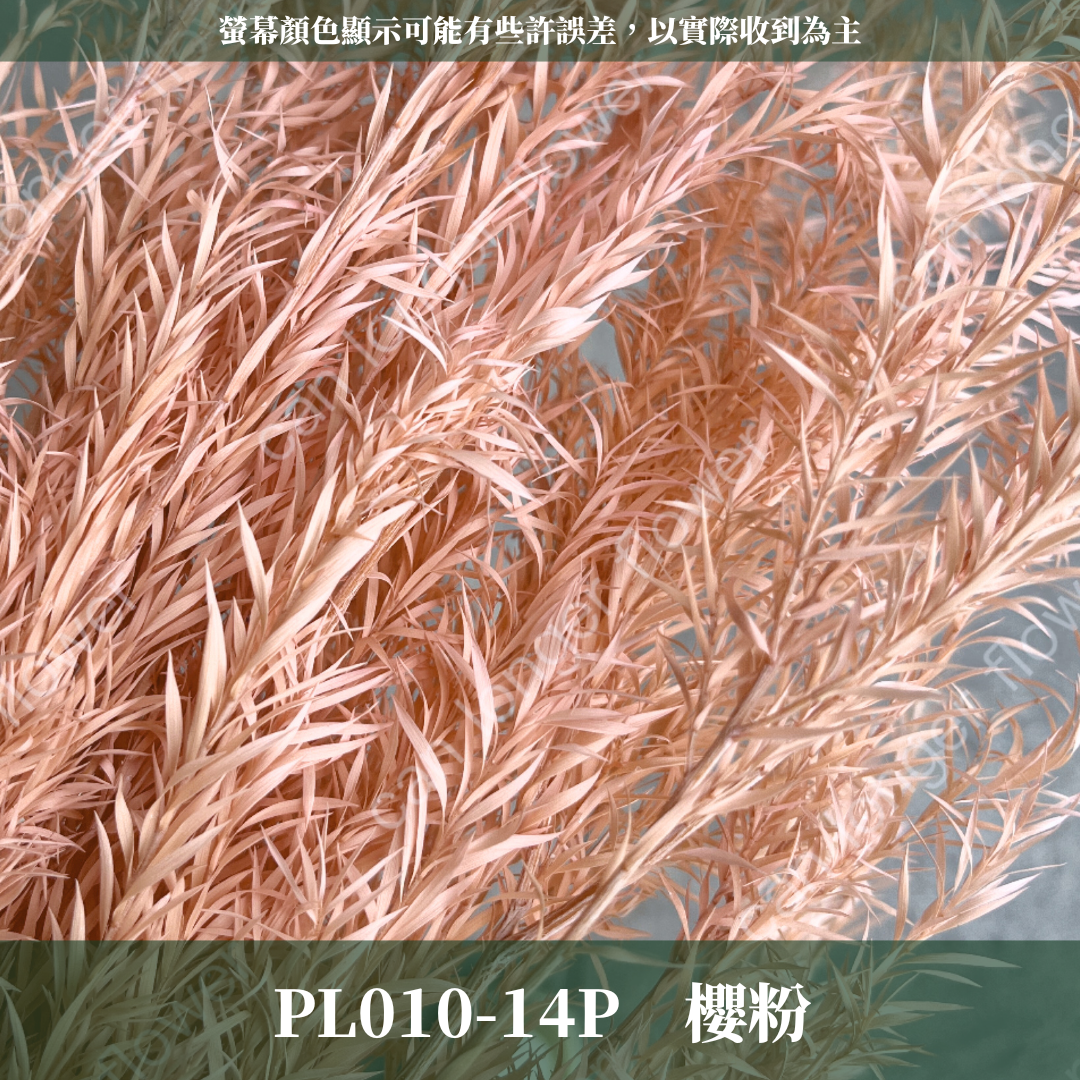 PL010 茶樹 茶樹葉 台灣現貨