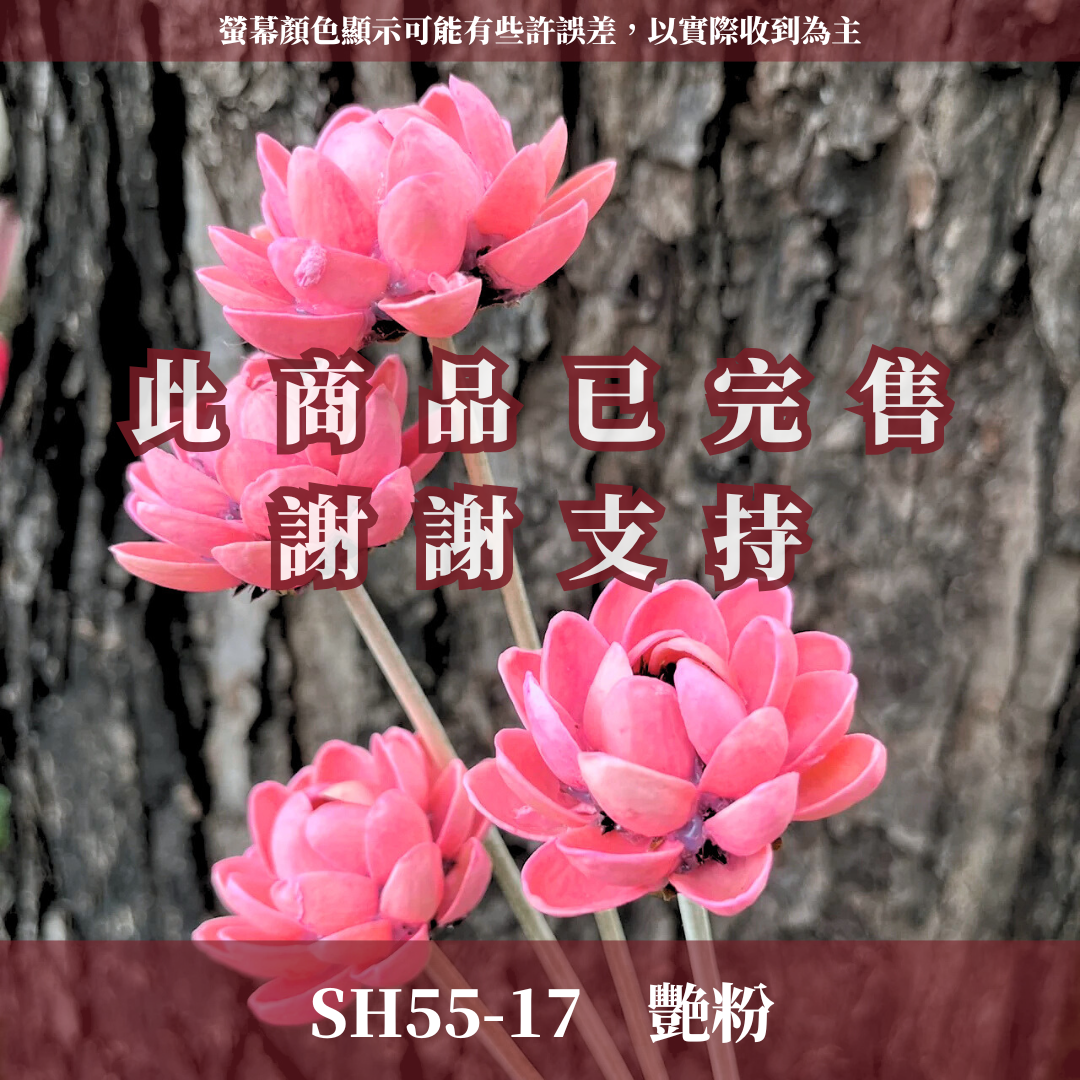 SH55 木蓮花 單朵 小份量 台灣現貨
