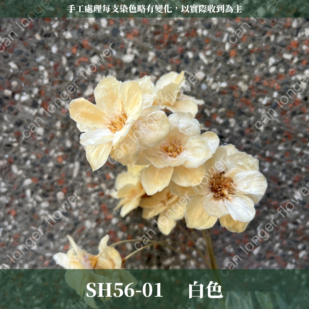 SH56 原裝手工銀連花｜9種顏色！A級乾燥花材料包 手工花主花 永生花 不凋花瓜子花花材 花束花材 花藝師必買