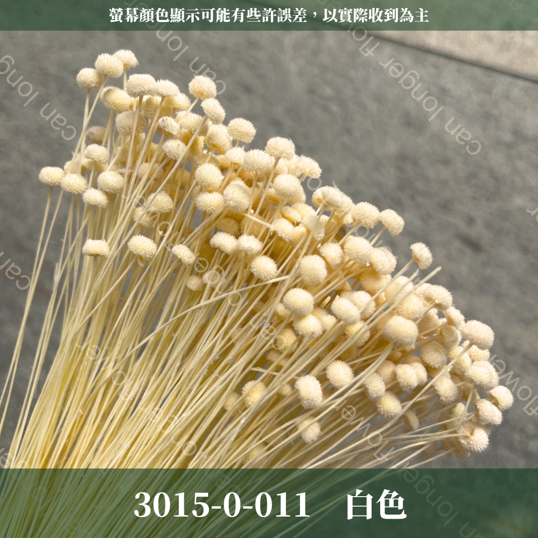 30150 迷你鈕扣菊 ピンキーボタン 菊花  迷你菊 日本大地農園 原裝 日本進口 台灣現貨