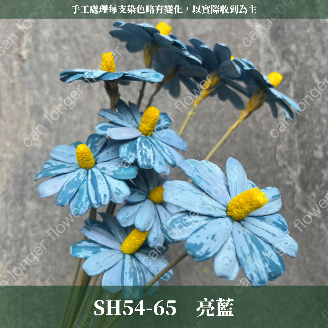完售 SH54 小雛菊花頭 原裝 十支裝 台灣現貨
