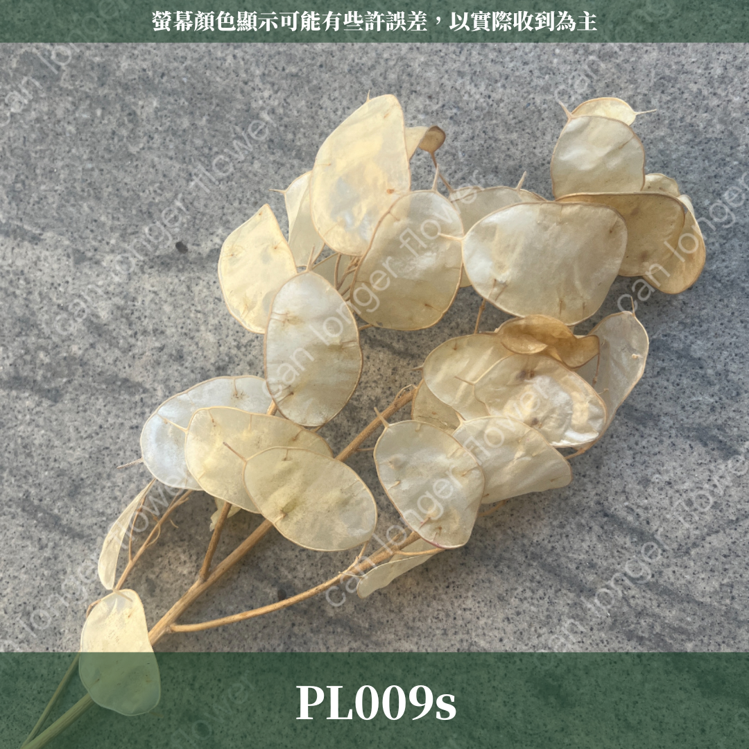 PL009s 銀幣葉 小份量 銀貝葉 銀扇草 金錢花