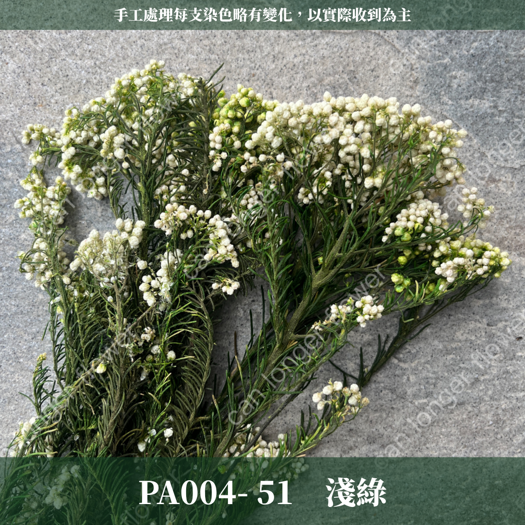 PA004 原裝米香｜永生水稻花 不凋小米花 花束配材 乾燥花 桌花 花盅 插花 花藝師 CP質教學材料 永生花居家佈置