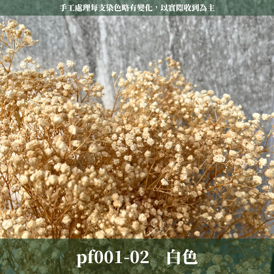 PF001 原裝滿天星｜A級永生滿天星工廠直供 拍攝婚禮佈置 韓式不凋滿天星 抖音款永生花 乾燥花 桌花花束 手作DIY