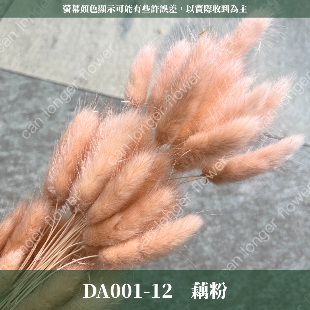 DA001 原裝兔尾草｜彩色兔尾草 乾燥永生花 花束花材 莫蘭迪色 插花DIY 拍照道具 乾燥兔尾草 乾燥花