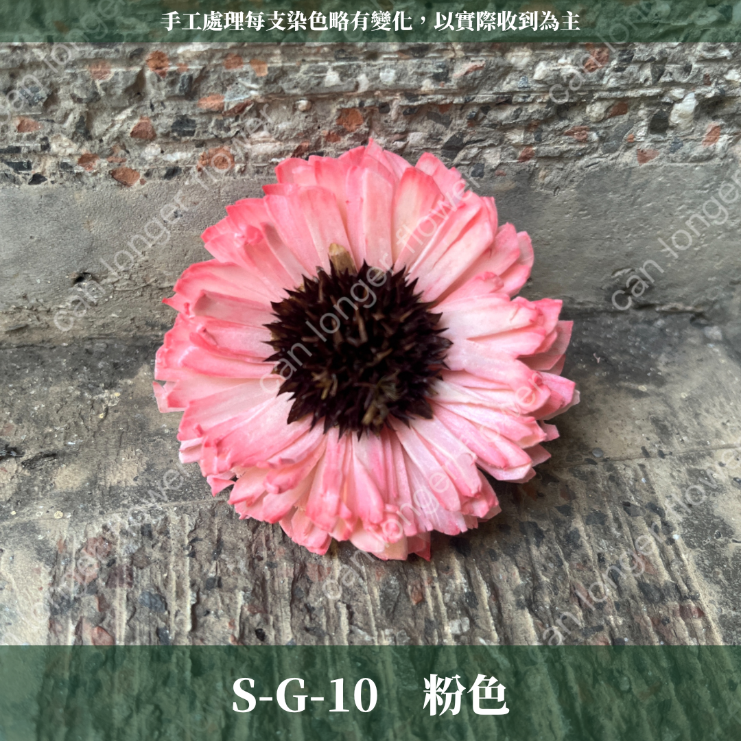 S-G 索拉花｜6CM 通草花 擴香花