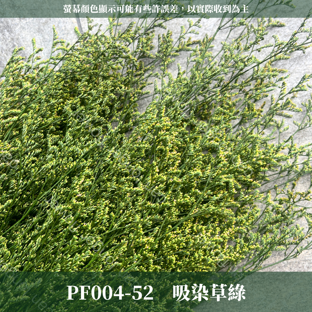 PF004 原裝卡斯比亞｜情人草