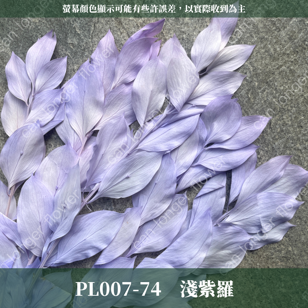 PL007 原裝玉竹葉｜夢幻紫色新登場｜進口不凋玉竹葉 永生桔葉 永生葉材 魚尾葉 桌花 乾燥葉材 花藝材料包 捧花
