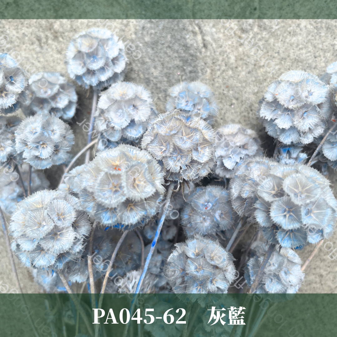 PA045 松蟲果 台灣現貨