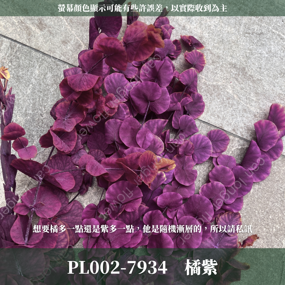 PL002 原裝大軟葉尤加利｜花藝獨家！特殊漸層尤加利 花材 葉材 永生花 乾燥花 不凋花花藝師用料 拍照道具花材