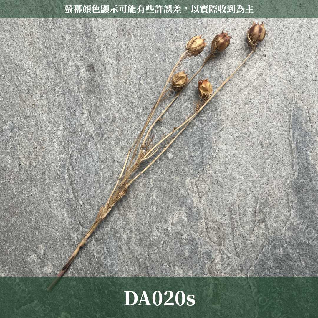 DA020s 黑種草 乾燥 小包（5頭） 台灣現貨