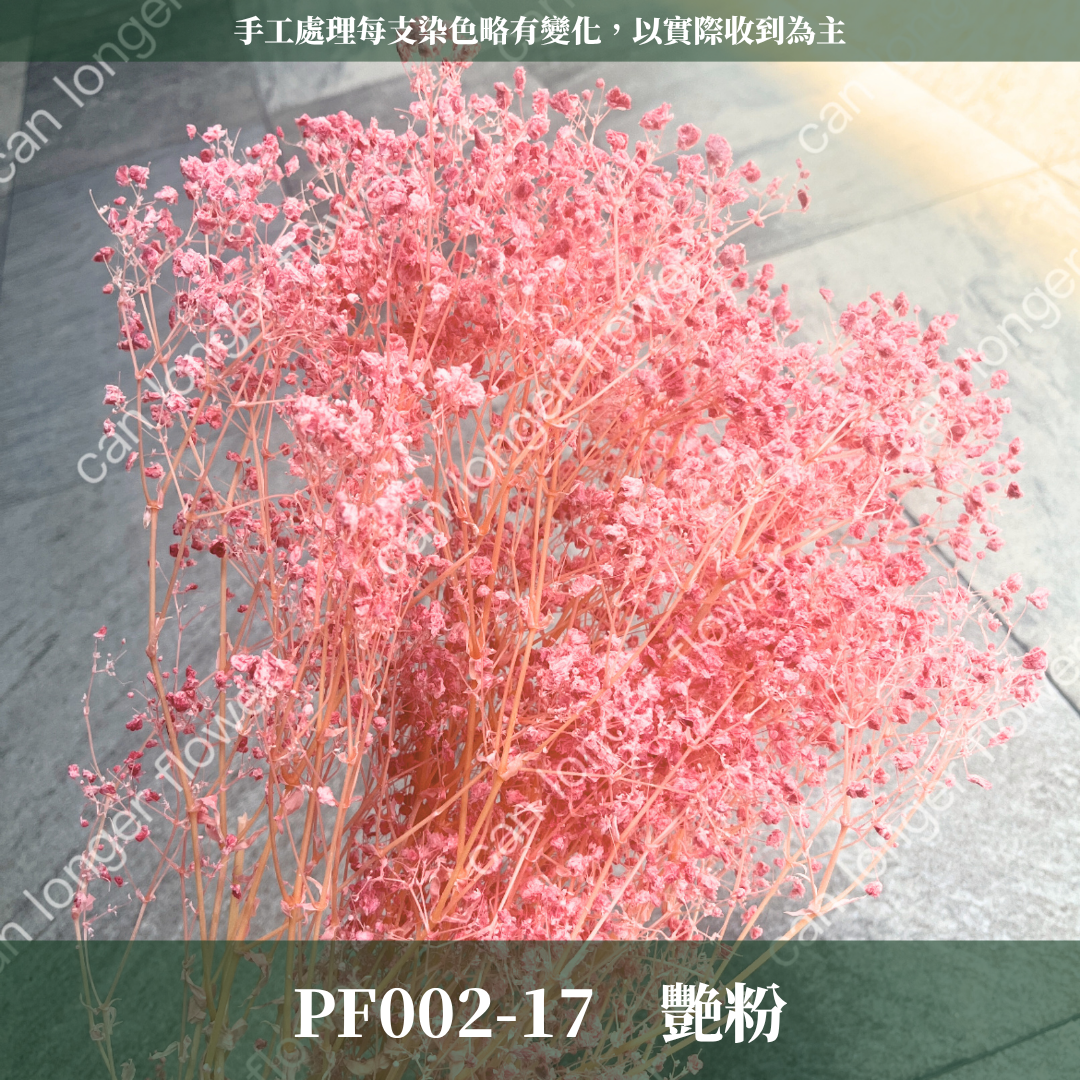 PF002 原裝夢幻星｜A級漂色滿天星 特級漂白滿天星 夢幻滿天星 永生花  乾燥花 拍照道具 店面佈置 DIY手作