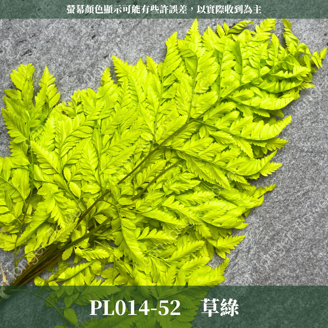 PL014 高山羊齒 經濟包 1片 姬蕨葉 碗蕨