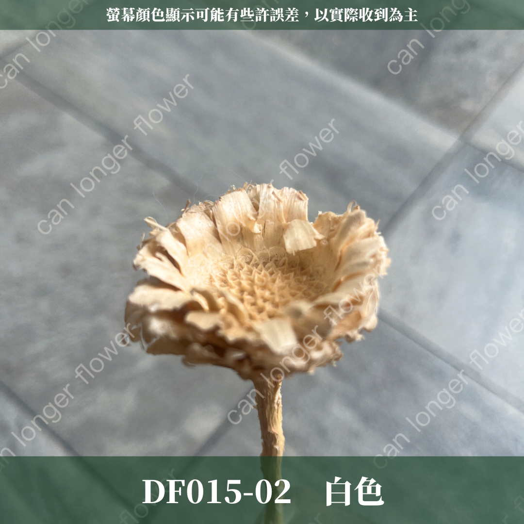 DF015 非洲太陽 非洲太陽菊 原裝