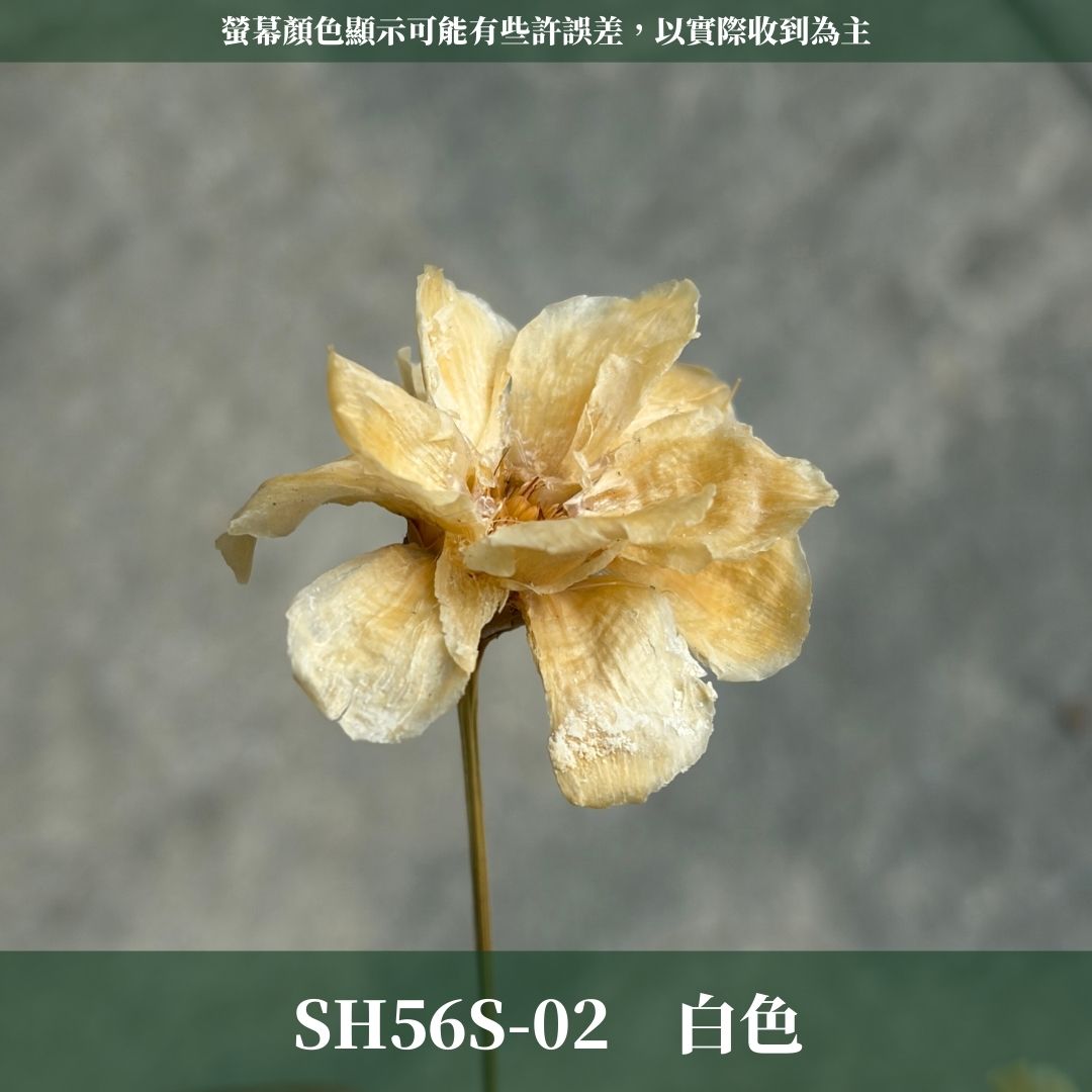 SH56S 手工銀連花 單支｜9種顏色！A級乾燥花材料包 手工花主花 永生花 不凋花瓜子花花材 花束花材 花藝師必買