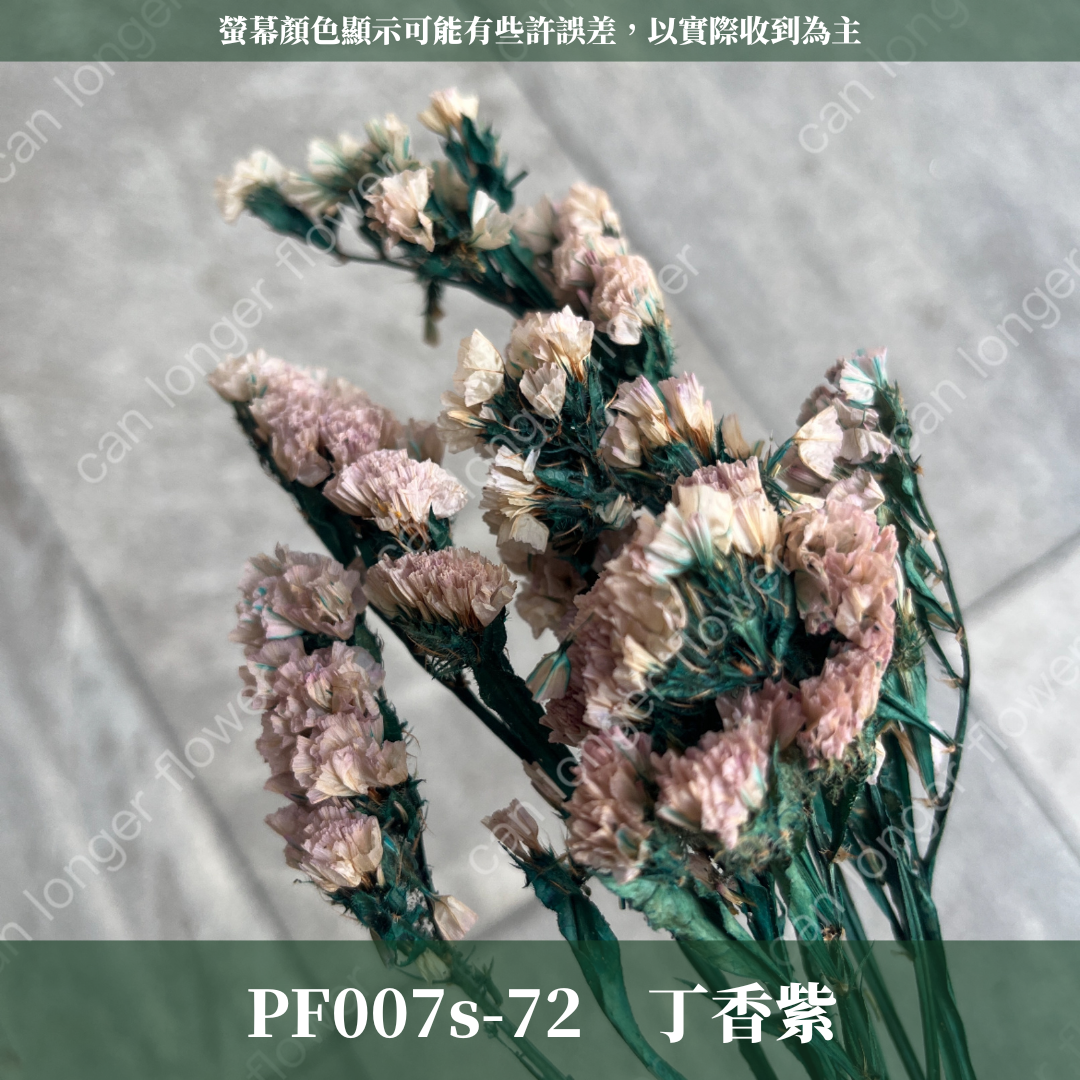 PF007S 星辰花經濟包｜勿忘我 不凋花 永生花材 花藝材料 婚禮花束 DIY捧花 拍照道具 手作素材 鄉村風擺飾