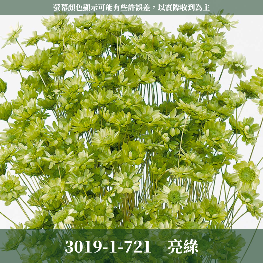 30191 日本小星花｜小星花 乾燥小星花 日本大地農園 進口花材 日本乾燥花 日本花材 スターフラワー・ブロッサム
