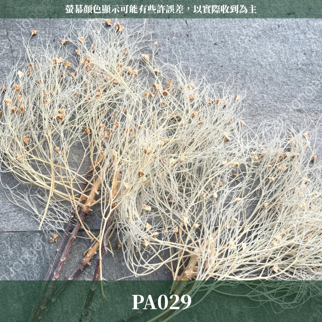 PA029 夢幻草 台灣現貨