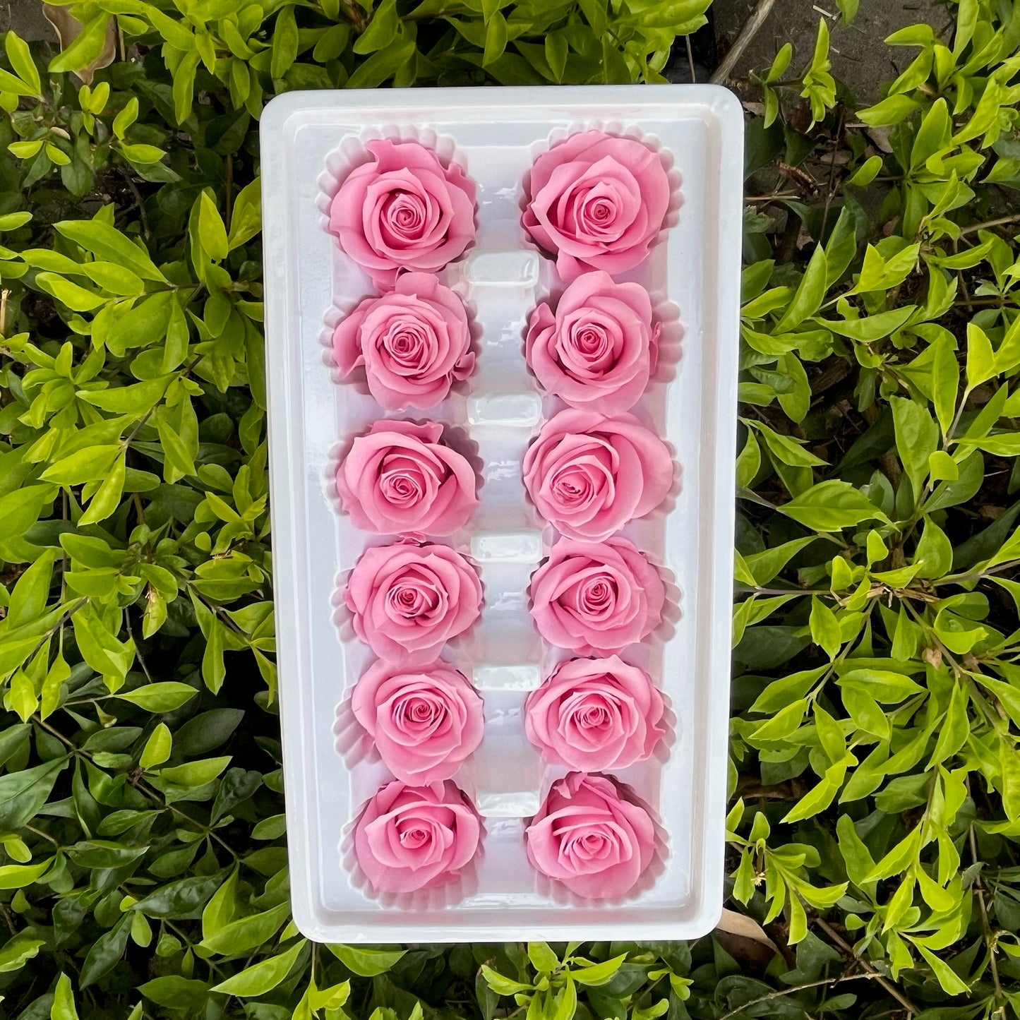 ✿ 台灣現貨 ✿R12 永生玫瑰 3~4cm玫瑰 Ａ級 12朵裝 永生花 不凋花